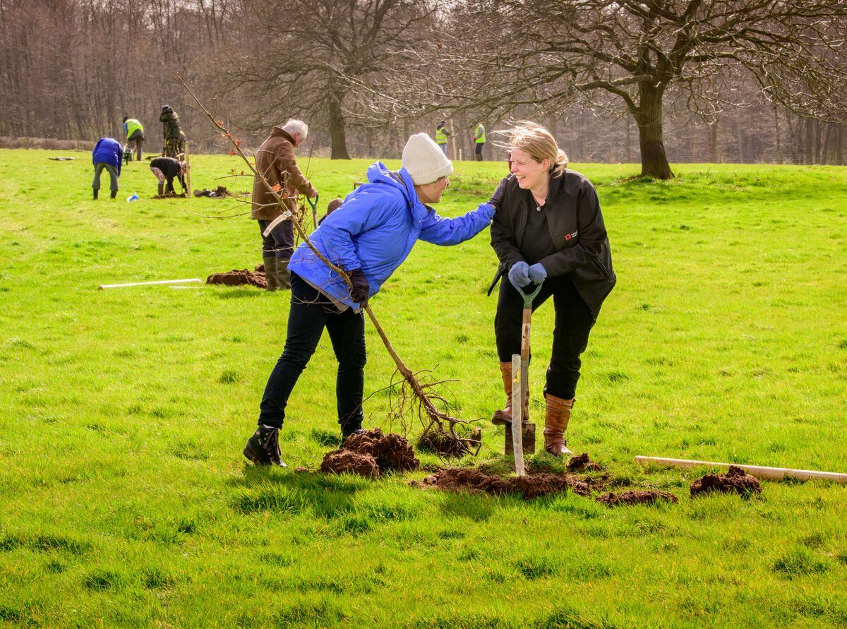 Oak tree planting at Boscobel House Shropshire. Picture by Jim Holden