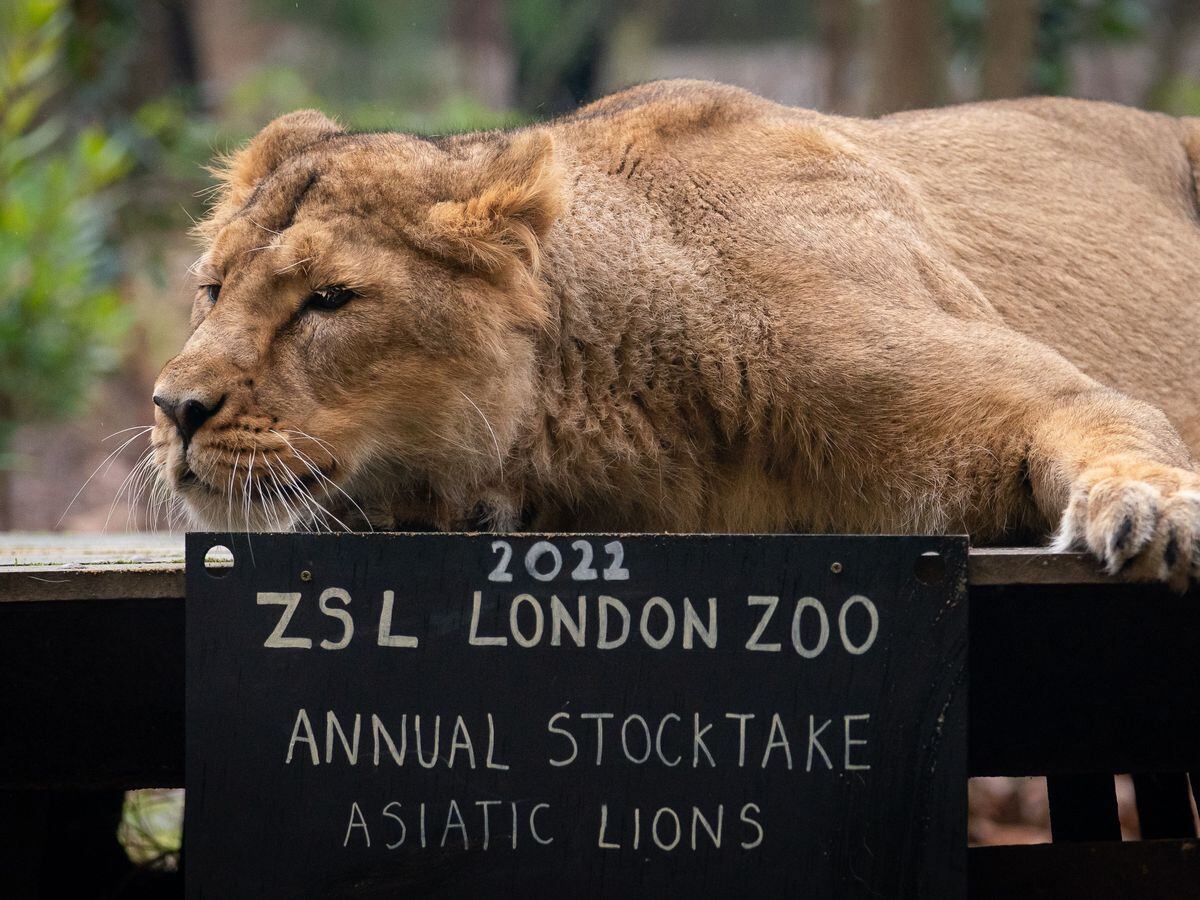 An Asiatic lion during the annual stocktake at ZSL London Zoo