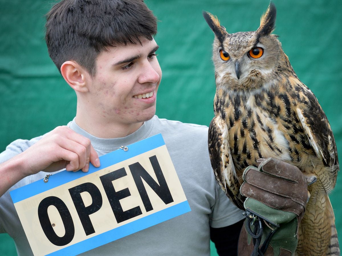Volunteer Brandon Clark with Ziggy the Eurasian Eagle Owl happy to welcome visitors back