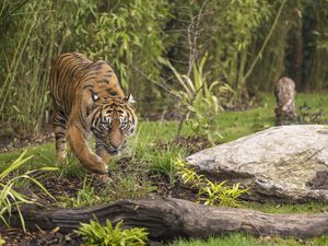  The new habitat is home to Sumatran tigers Dourga and Nakal (Dourga pictured).