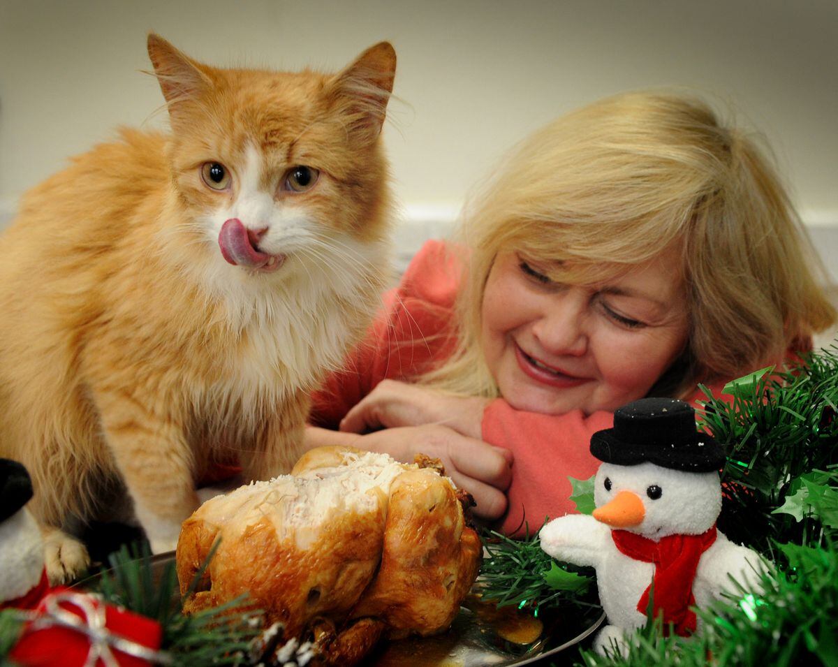 Chicken dinners on the menu if Wolverhampton cat charity gets donations