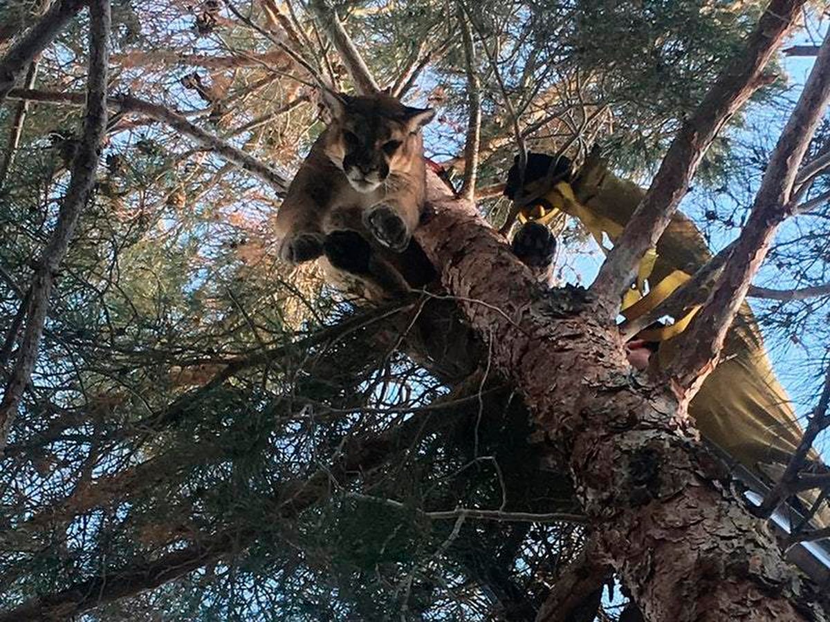 US firefighters rescue very large cat which was stuck up tree Express
