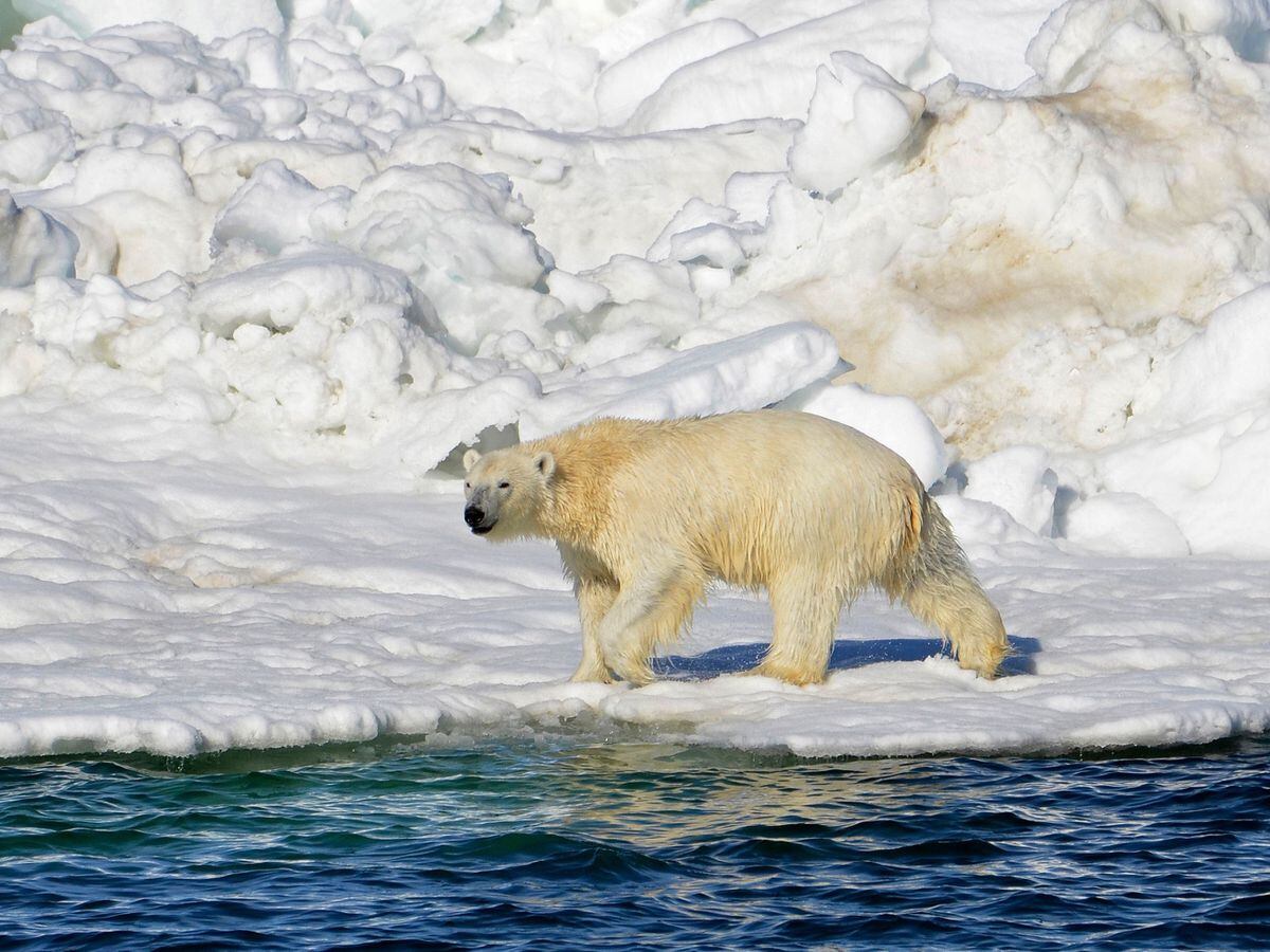 Alaska Fatal Polar Bear Attack