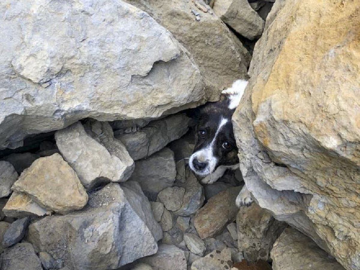 A Jack Russell trapped under rocks