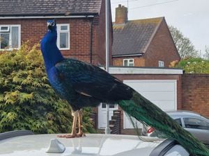 Pete was spotted by resident Julie Thomas on top of a car
