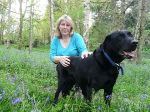 Jenny Brookes, with her dog Harvey, enjoying the bluebells in Greensforge Lane