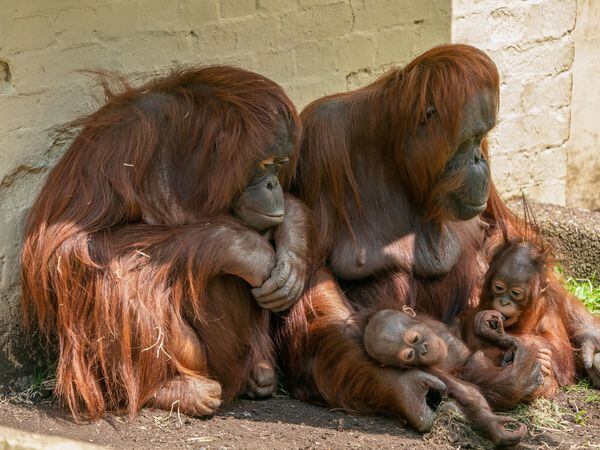 Dudley Zoo is offering free entry to grandparents on National Grandparents' Day. Photo: Dudley Zoo.