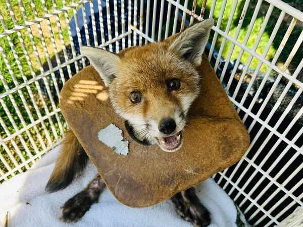 The fox with litter stick around its neck. Photo: RSPCA.