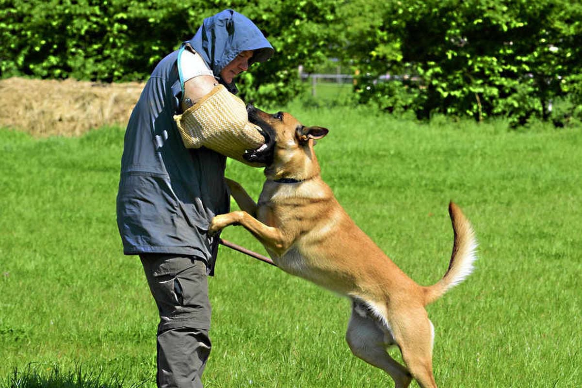 Cosford Dog training and Behaviour Centre is full of tricks