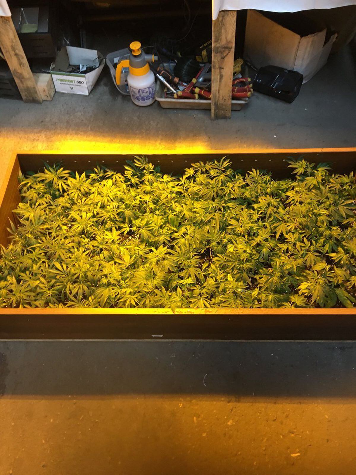 Cannabis was found inside a Wolverhampton property. Photo: West Midlands Police