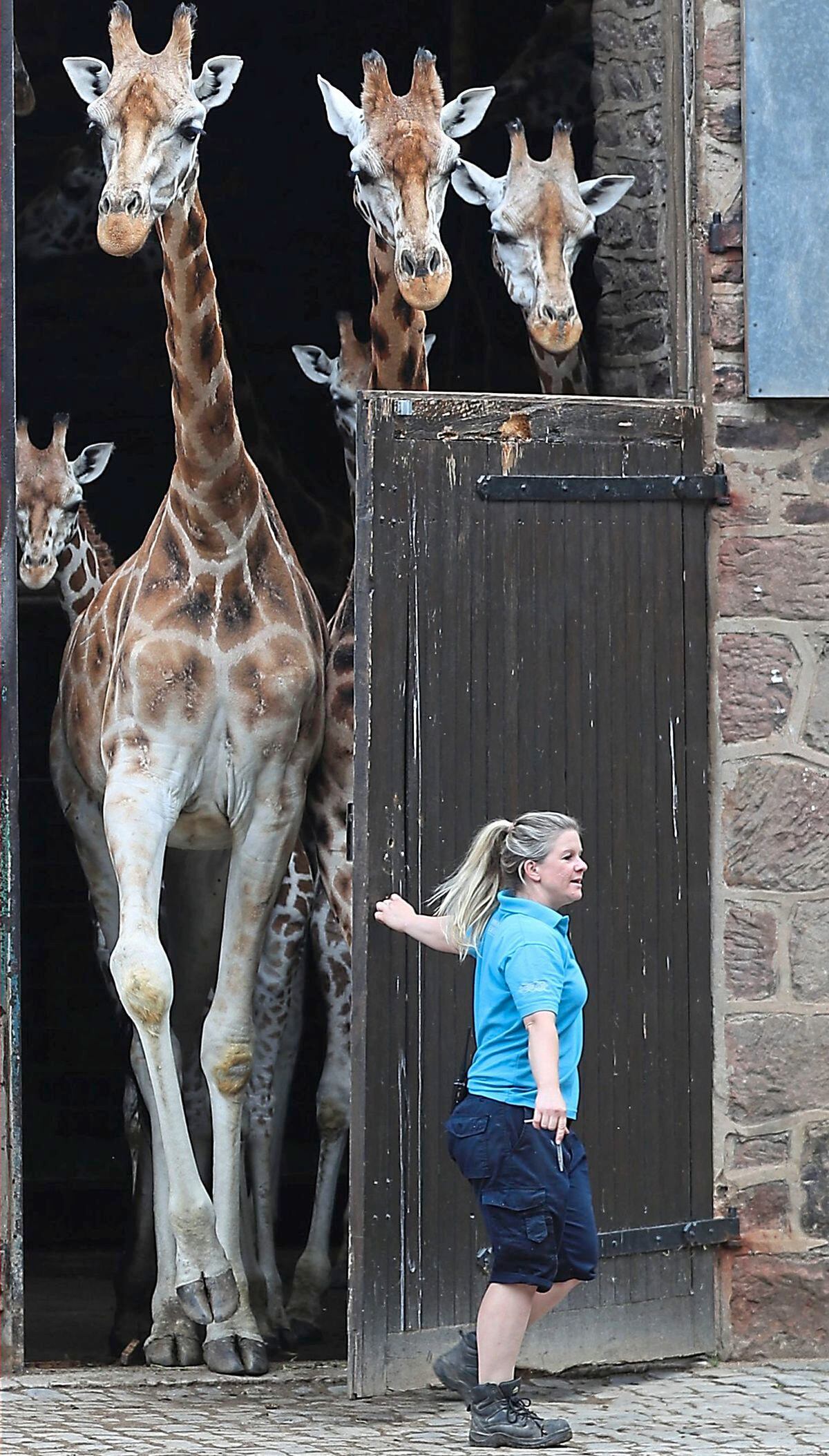 PABEST.Hannah Owens, giraffe keeper, opens the doors to release the giraffes at Chester Zoo as it reopens to visitors following the further easing of coronavirus lockdown measures in England. PA Photo. Picture date: Monday June 15, 2020. See PA story HEALTH CoronavirusReopenings. Photo credit should read: Peter Byrne/PA Wire..