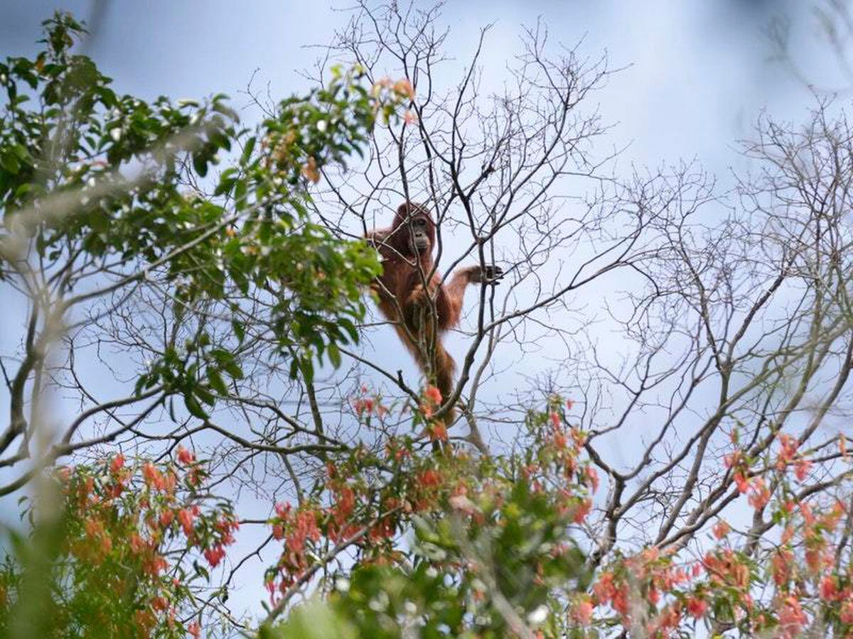 The most comprehensive study of Borneo’s orangutans estimates their numbers have plummeted by more than 100,000 since 1999 (AP)