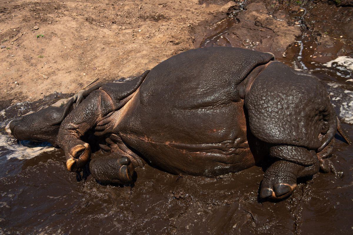 Seto, an Indian rhinoceros cools down at West Midland Safari Park in Bewdley