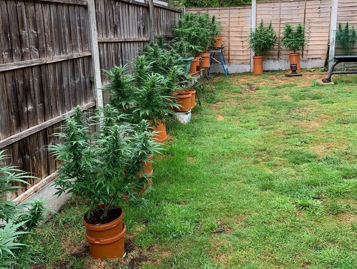 The cannabis plants in a Kidderminster garden