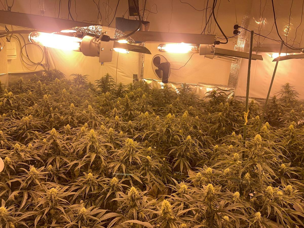 The plants can be worth up to £1000 each. Photo: Tettenhall Police