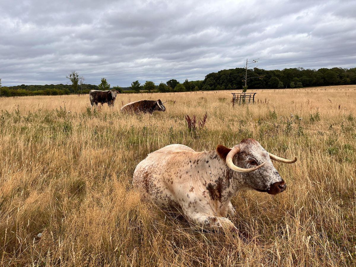 Long horn cattle at Ewhurst Park