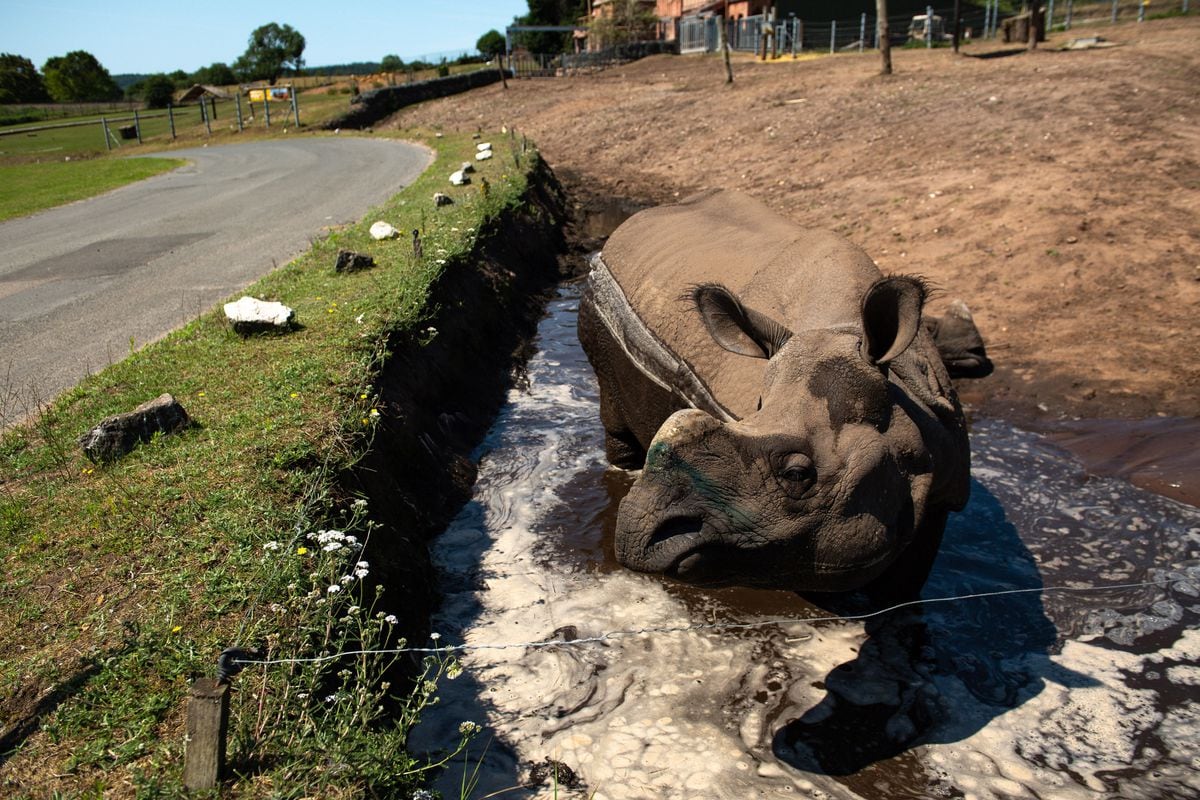 Indian rhinoceros Sunanda and Seto cool down