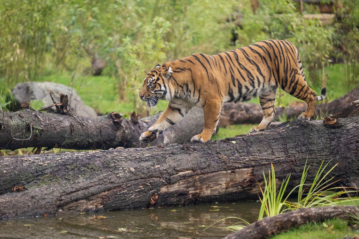Female tiger Dourga, who arrived at West Midland Safari Park in July