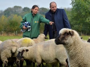Farm manager Alex Dunn and Councillor Danny Millard with sheep at Forge Mill Farm