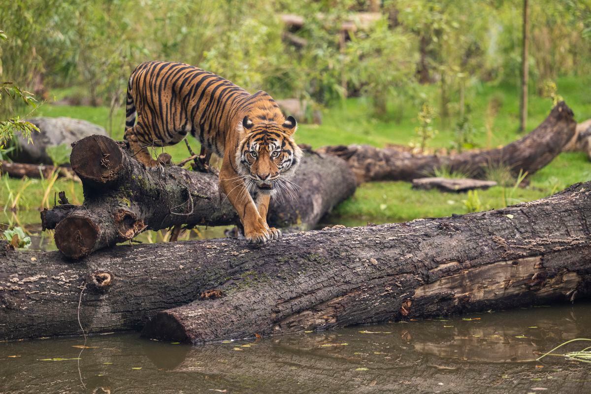 Male Sumatran tiger, Nakal