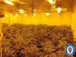 Police found hundreds of cannabis plants in Sandwell