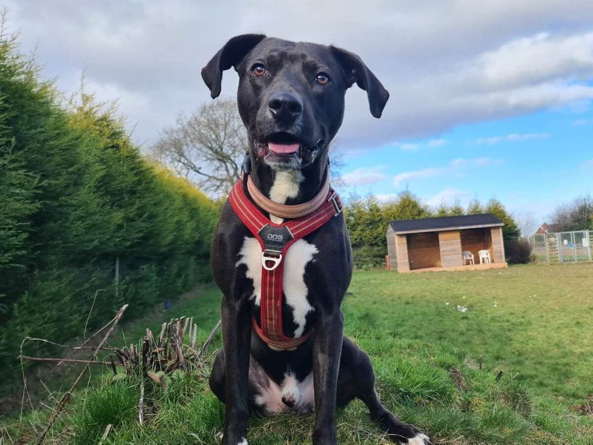 Long-stay RSPCA dog and certified ladies’ man known as ‘The Chief’ looking for new home