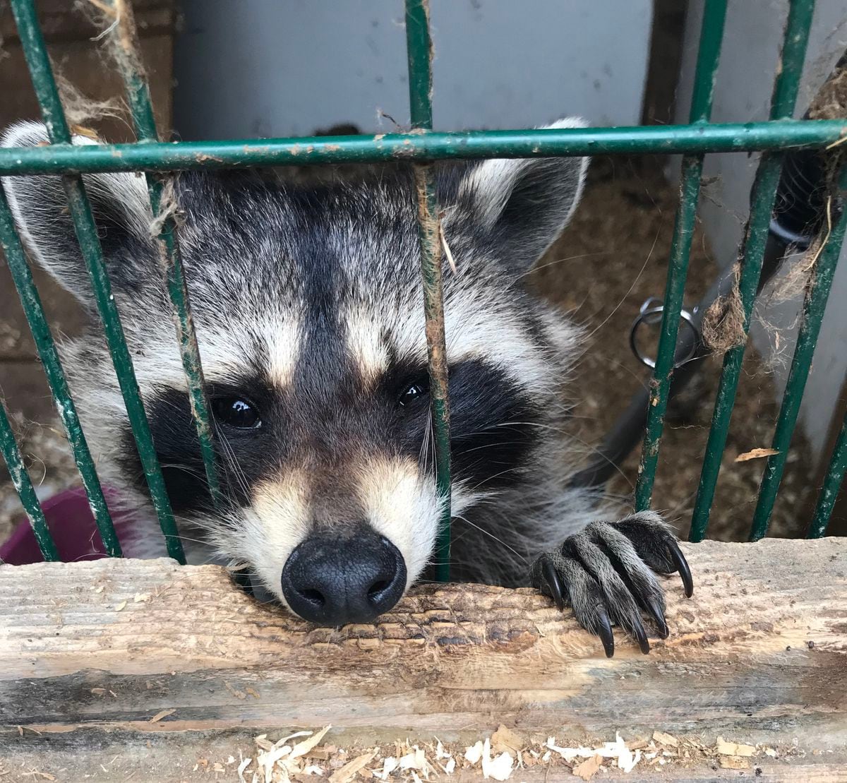 A photo from when the raccoons were found at Kevin Bramwell's illegal puppy farm