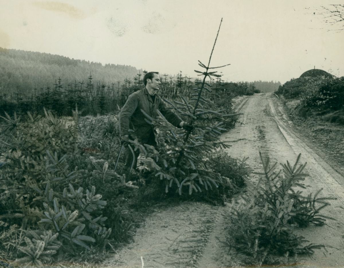 Mr Andrew Poole, a Forestry Commision ganger preparing a traditional spruce tree on Cannock Chase in December, 1970. Other duties included patrolling the Chase, ensuring trees were not taken without payment.