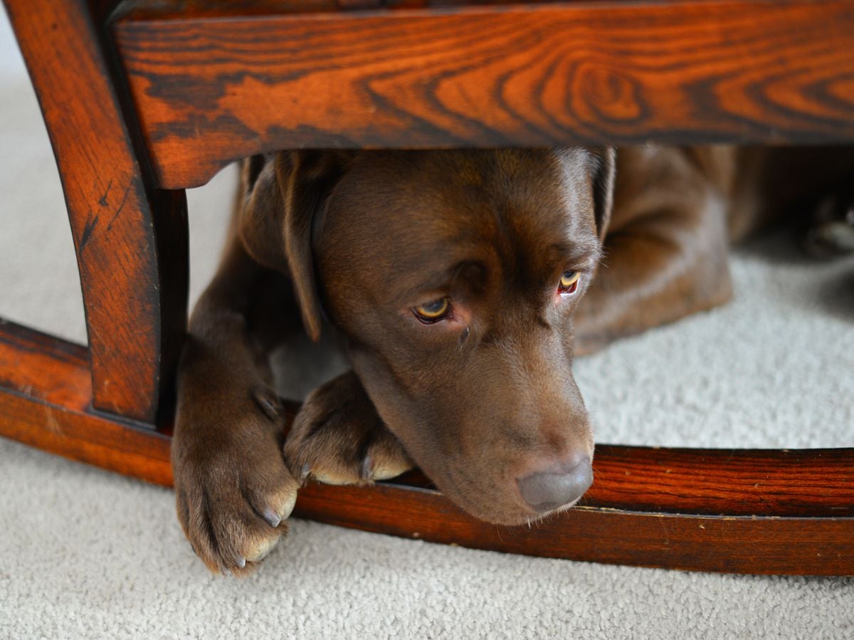 Sad chocolate lab puppy hiding under chair
