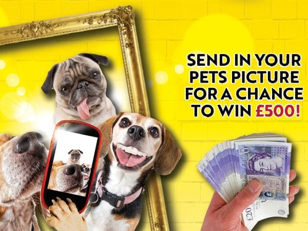 Scroll down to enter our Pawtrait Pets competition