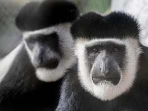 Monkey Valley – ZSL London Zoo