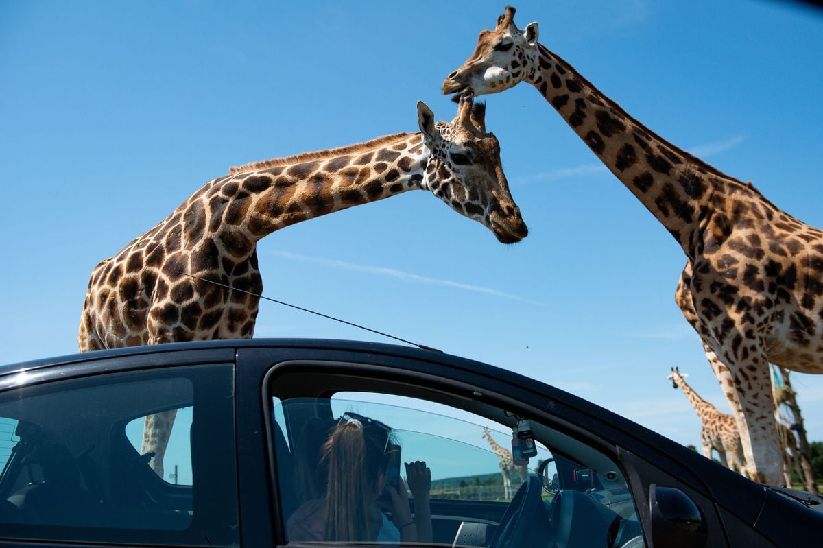 Visitors observe giraffes at West Midland Safari Park in Bewdley