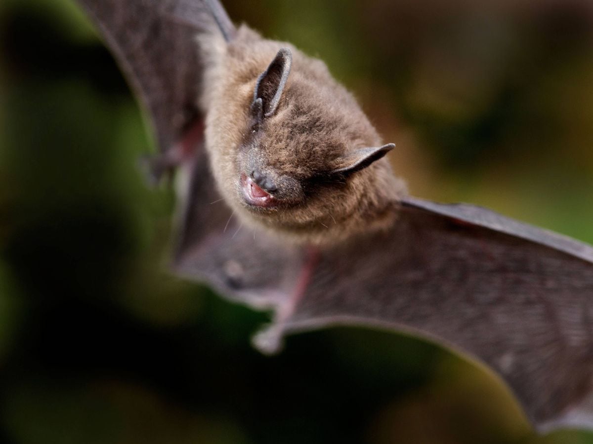 Common pipistrelle bat in flight