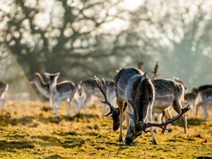 Deer are a common sight at Attingham Park near Shrewsbury