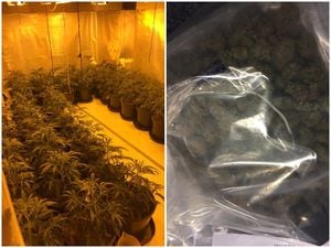 The cannabis factory found by police and the plants seized. Pictures: Low Hill Police/West Midlands Police