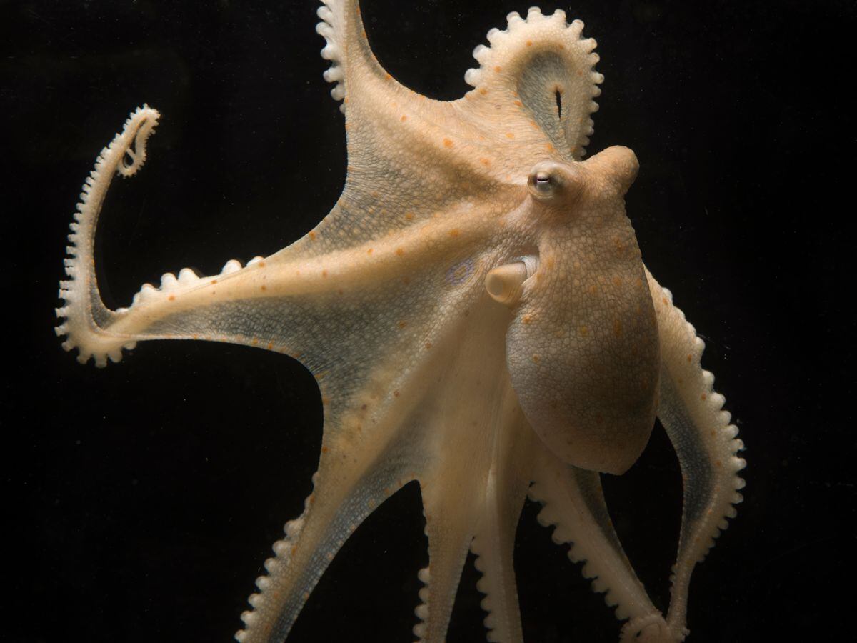 A California two-spot octopus