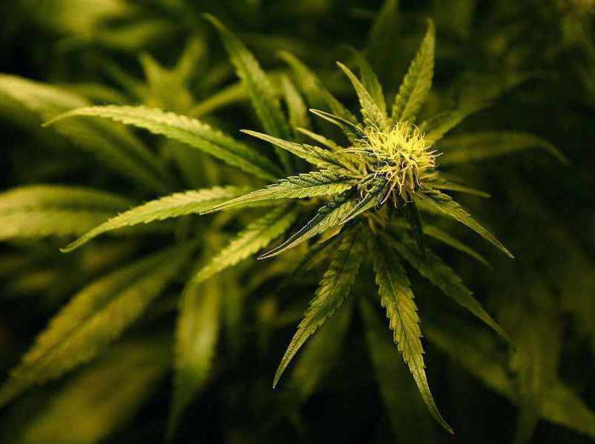 Two men charged with cultivating cannabis
