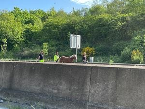 The horse was led to safety after being found near the M5 in Droitwich Spa. Photo: William Tomaney