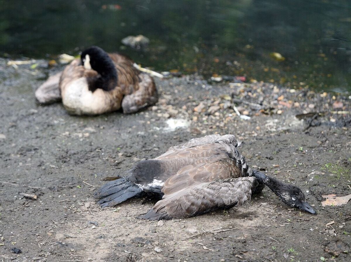 Dead Canada geese, as seen at the pond in July