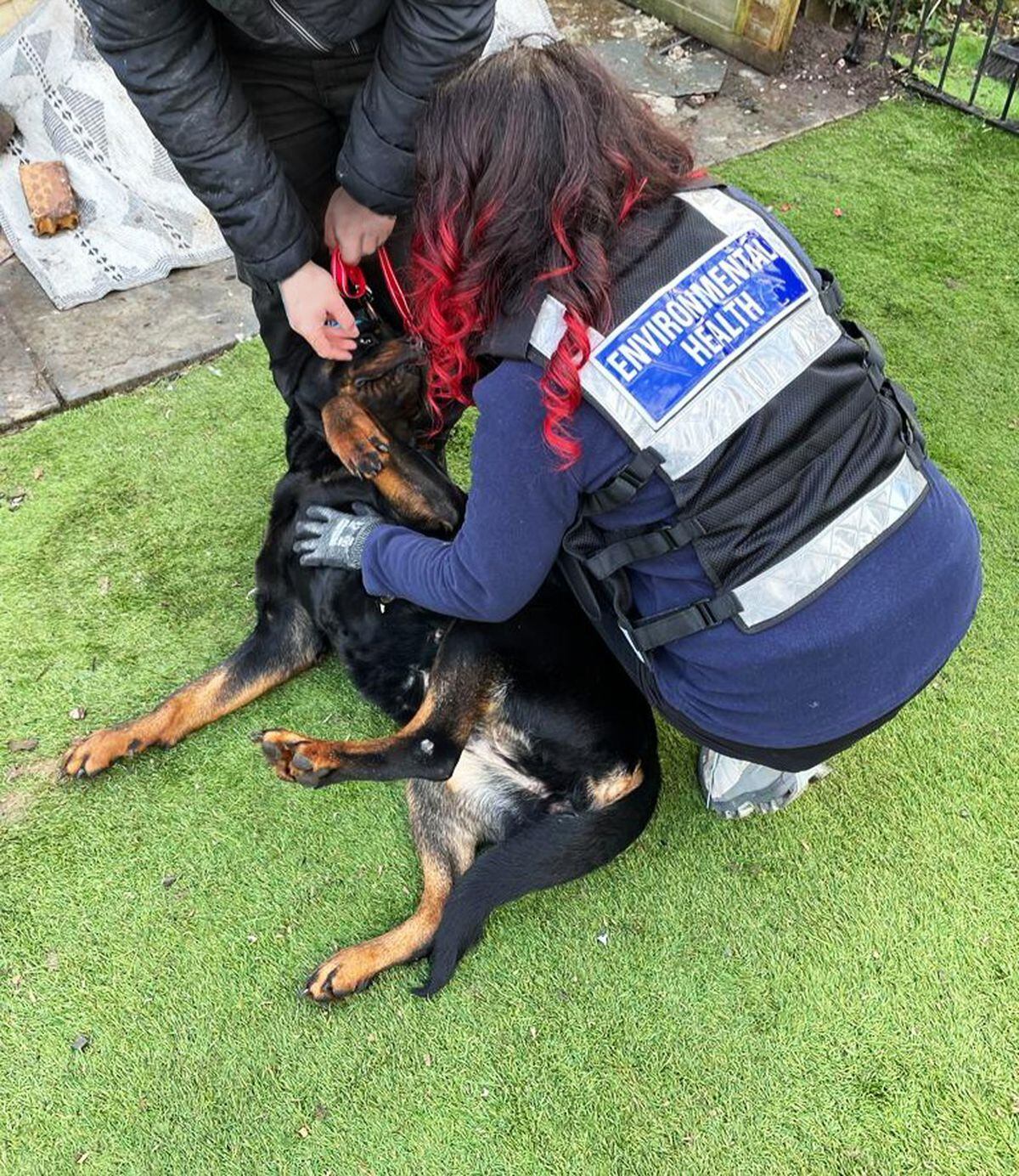 The Rottweilers have now been surrendered to Cannock Chase Council