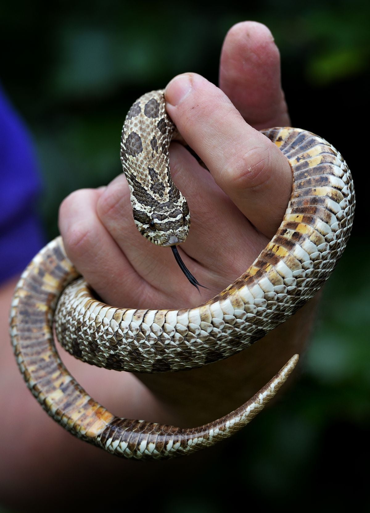 Dale Preece-Kelly from Critterish Allsorts found a Western Hognose snake while dog walking on Kinver Edge