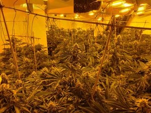 Around 250 cannabis plants were found inside the address. Photo: West Midlands Police