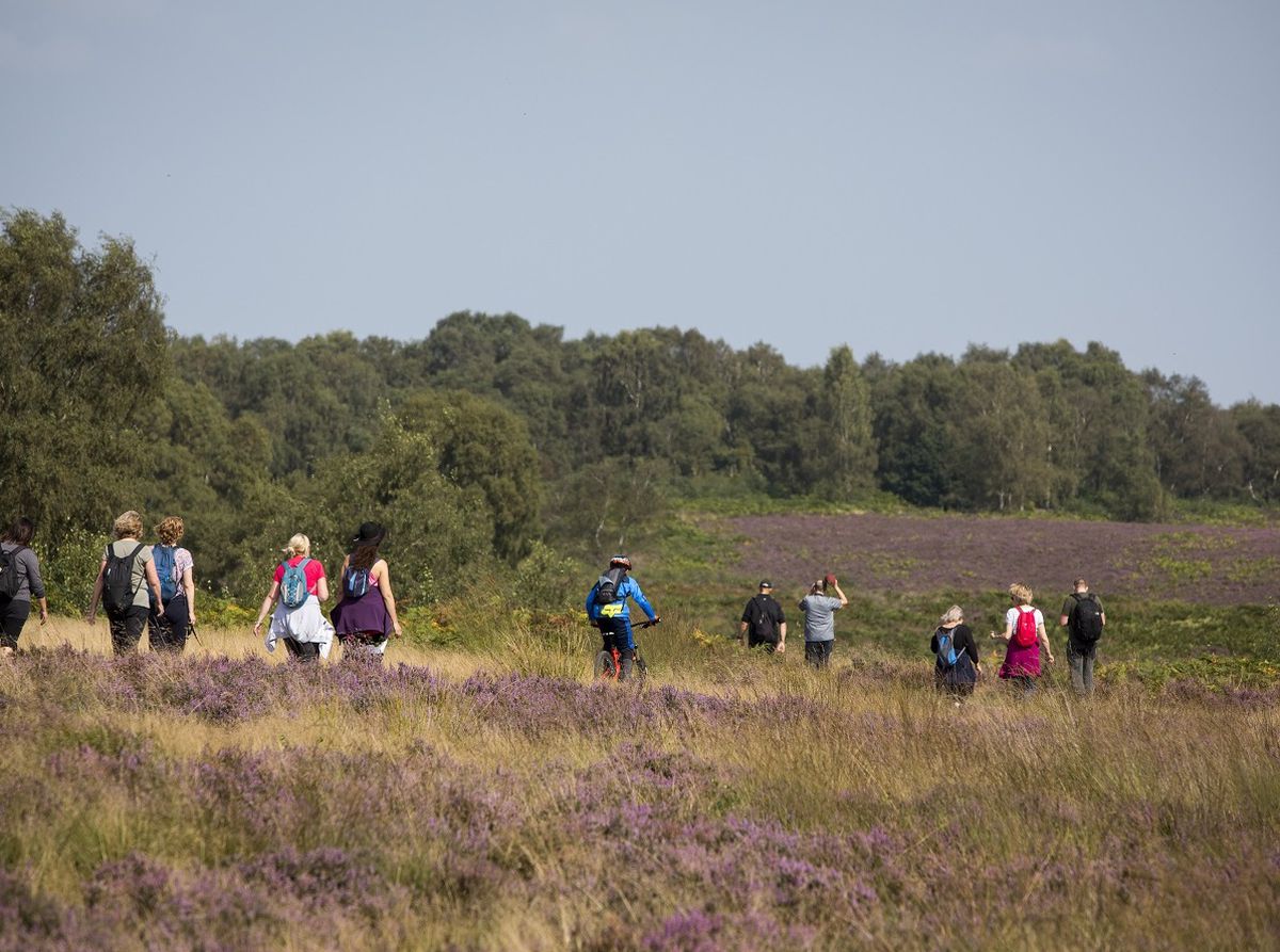 New challenges for walkers on Cannock Chase as new routes open 