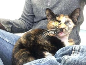 ‘Miracle’ cat who survived bus collision in search for new home