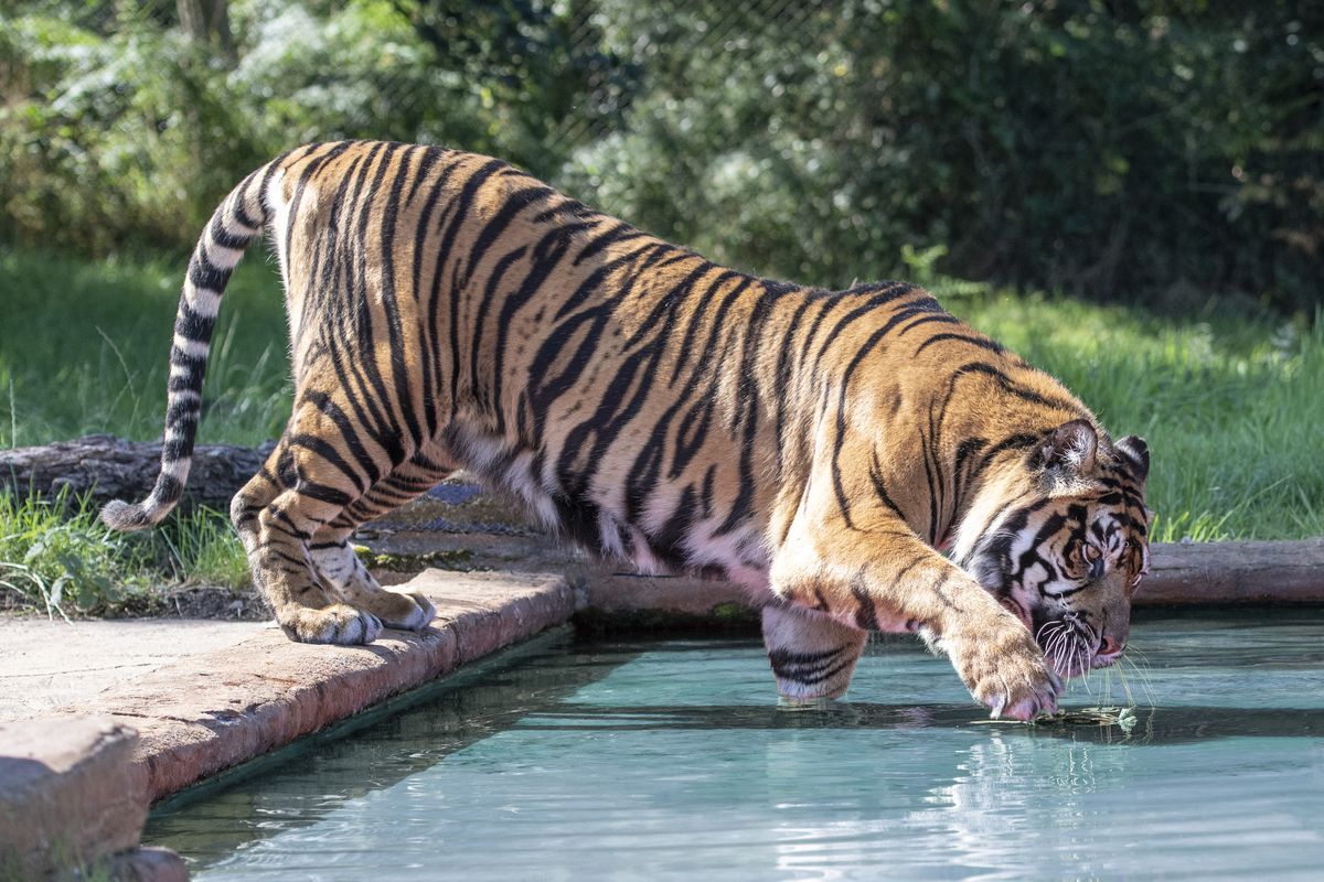One of the West Midland Safari Park's tigers cools down with a drink