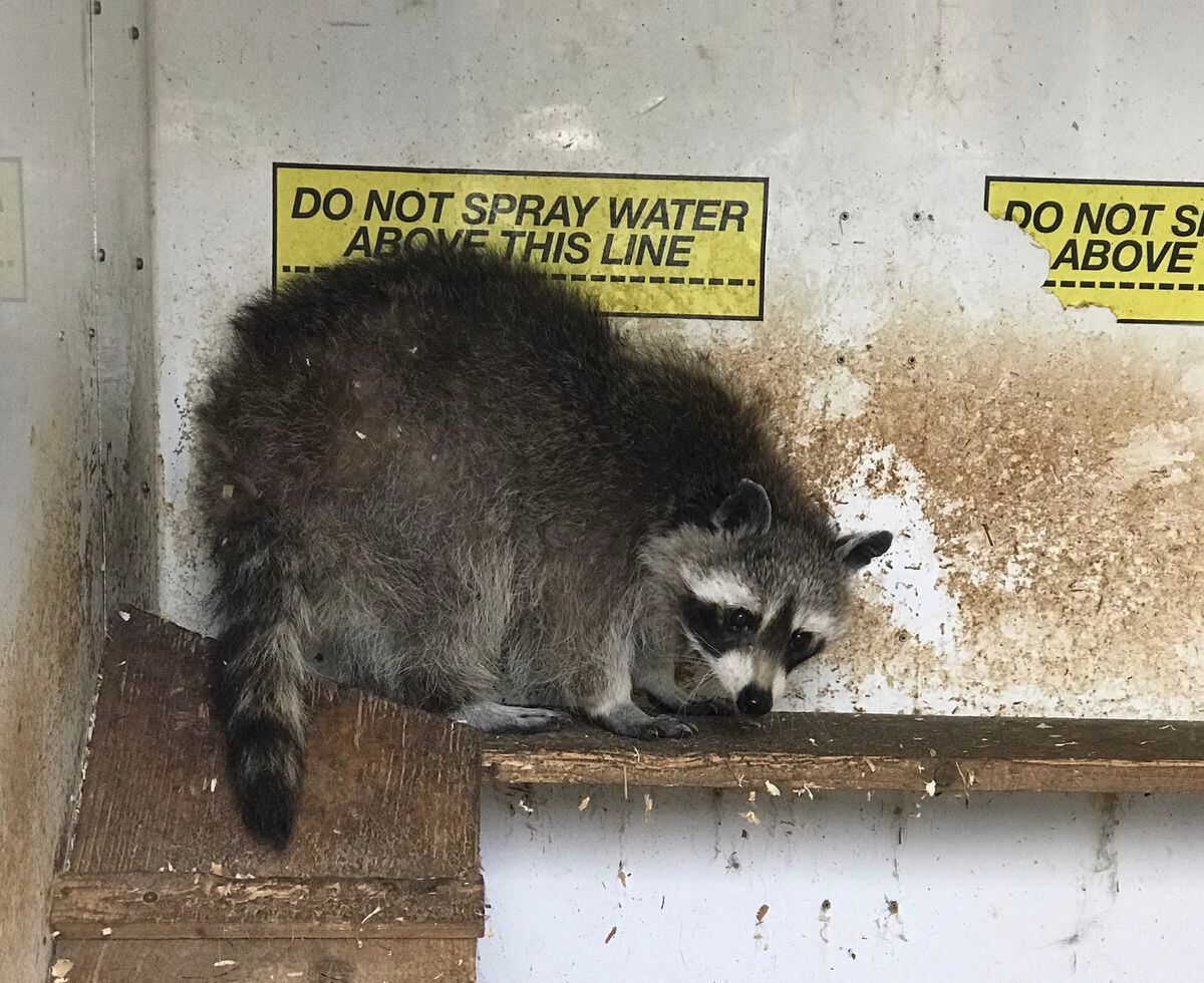 The raccoons were being kept in filthy conditions