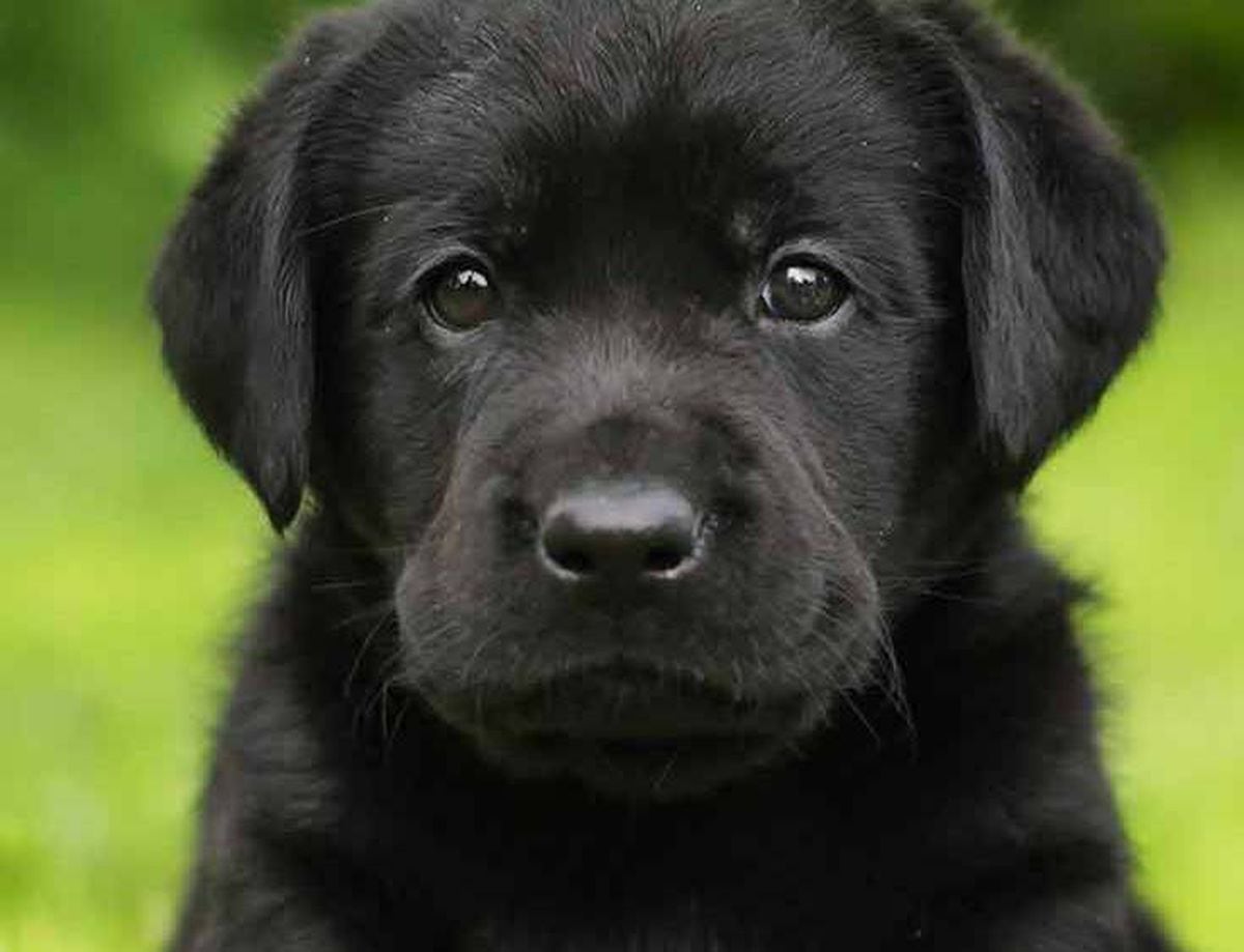 A black labrador puppy like Budd