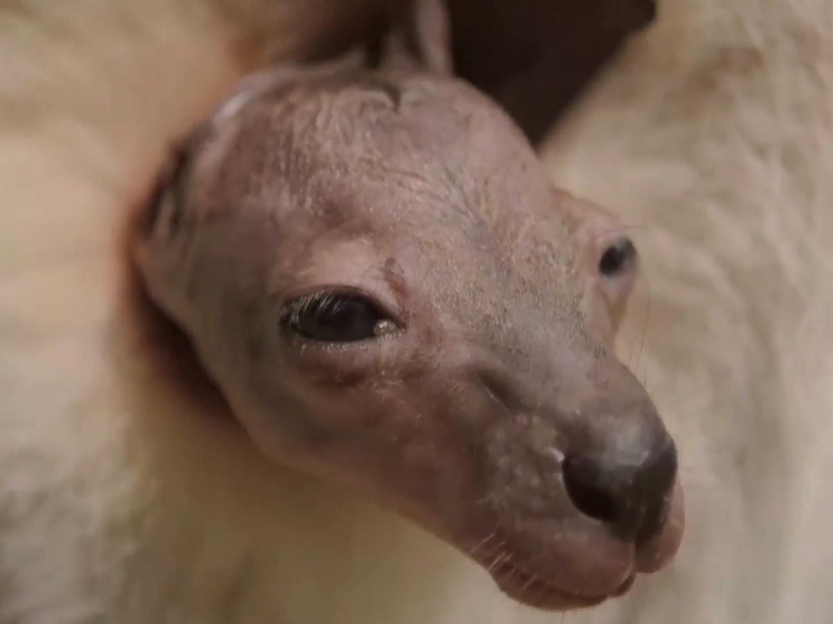 Watch These Adorable Joeys Take A Glimpse Of The World For The First 