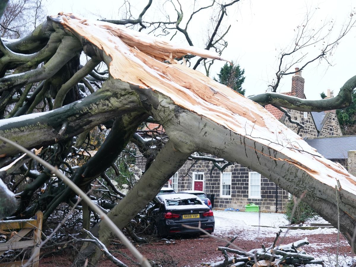 A fallen tree in New York in North Tyneside