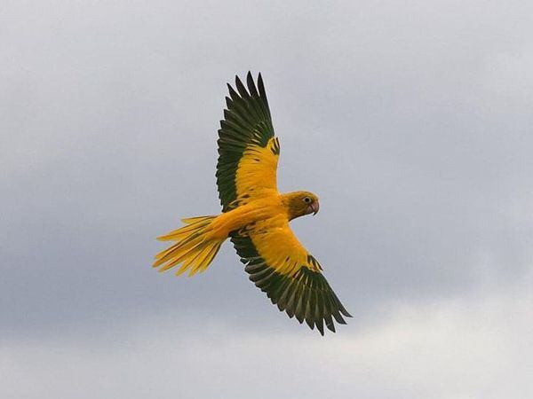 Zoo keepers have asked all eagle eyed residents to look out for the colourful parrots